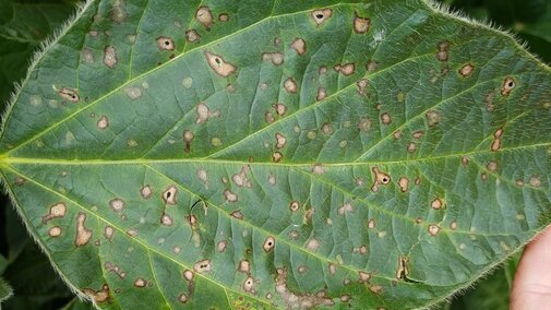 Lesions on Leaves