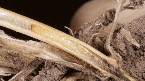 sawfly larva within its pupal chamber