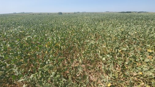 Drought stressed soybeans