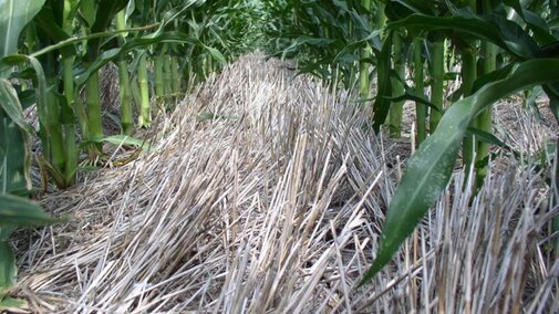 corn planted folllowing wheat