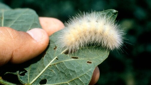 Wooly Bear