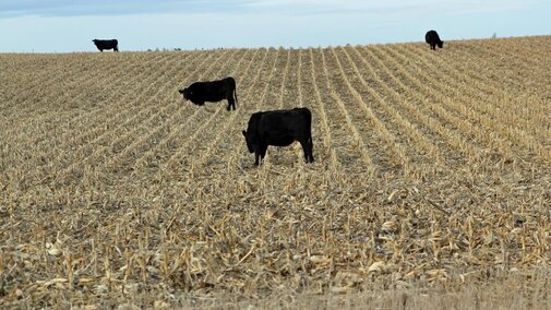 Cattle in a field