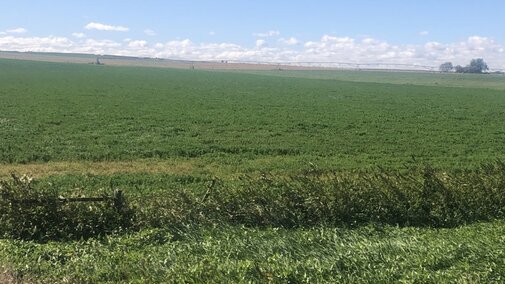 fall alfalfa field