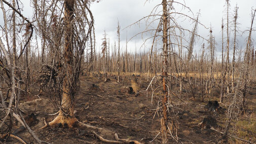 Wildfire damage