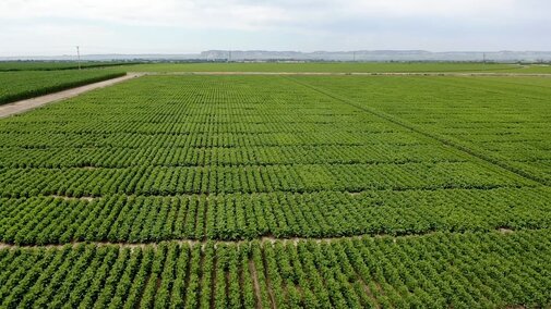 rows of beans