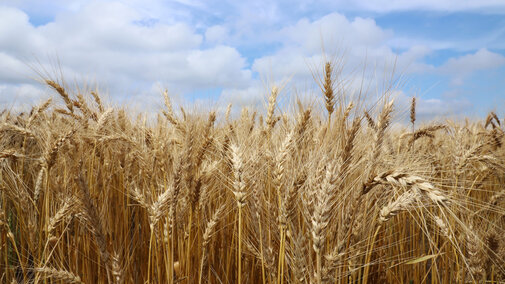 Wheat field