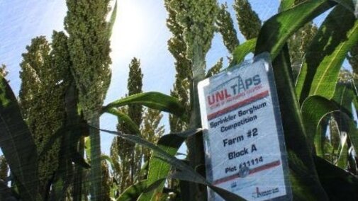 Sorghum plant in field