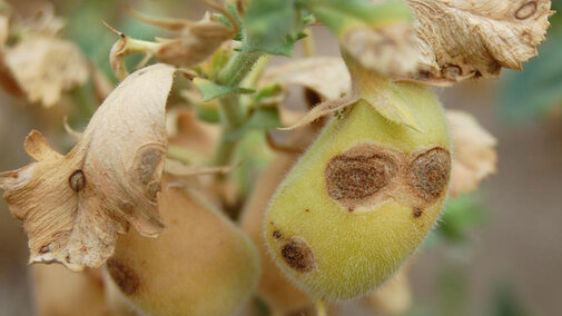 Diseased chickpea plant