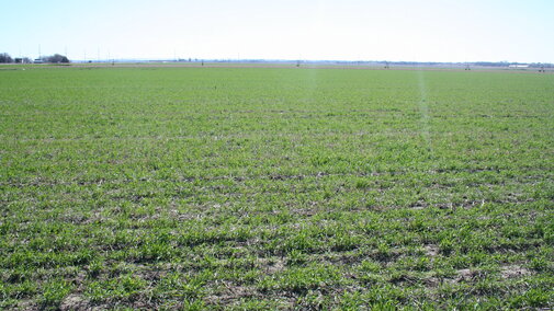 Crop crops in field