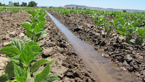 Water in furrow