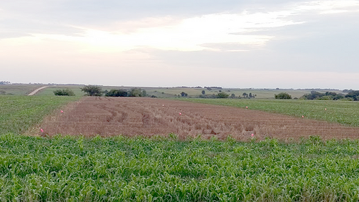 Herz farm cover crop field