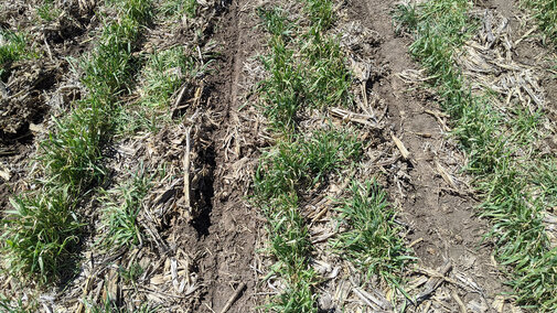 Crop planted in green cover crop