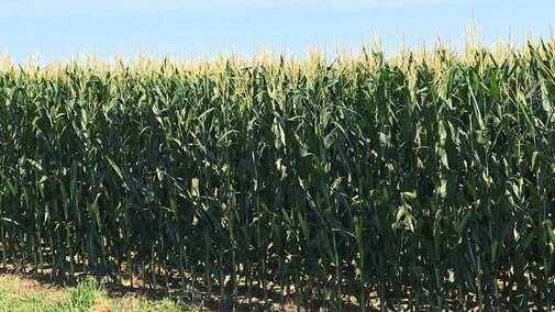 Corn field