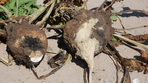 Sugar beets with root disease