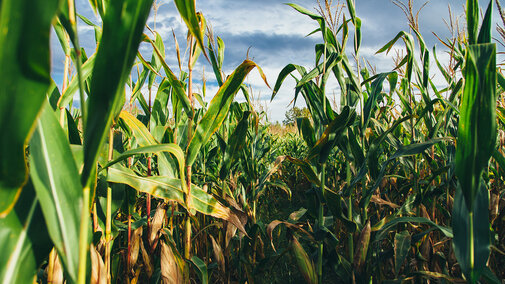 Corn field