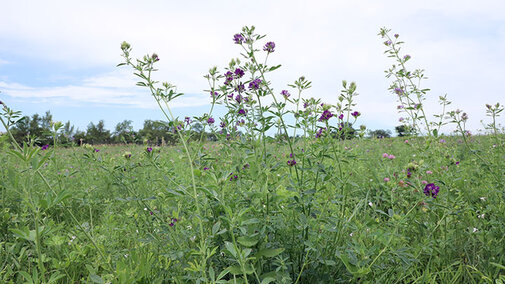 Alfalfa field