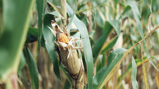 Corn field