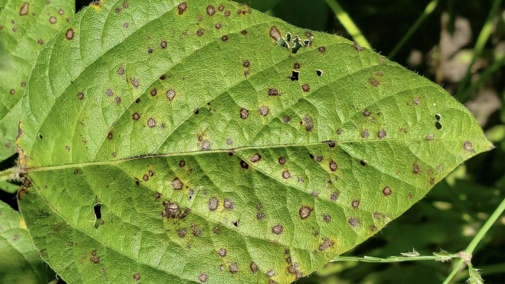 Frogeye leaf spot on soybean plant