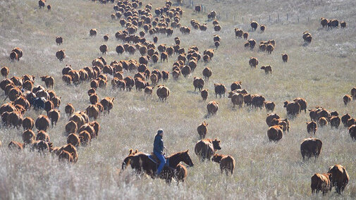 Rancher with cattle