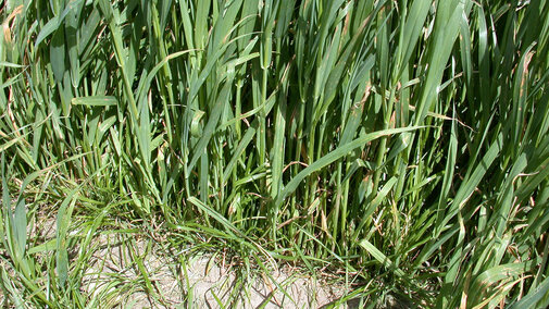 Oats and ryegrass in field