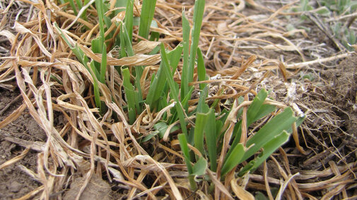 Wheat seedlings with army cutworm damage