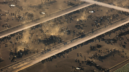 Feedyard in aerial view