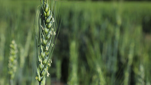 Wheat stem in field