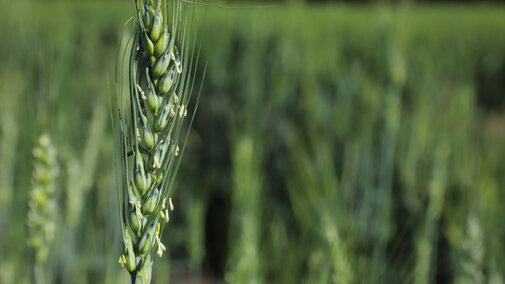 Wheat field