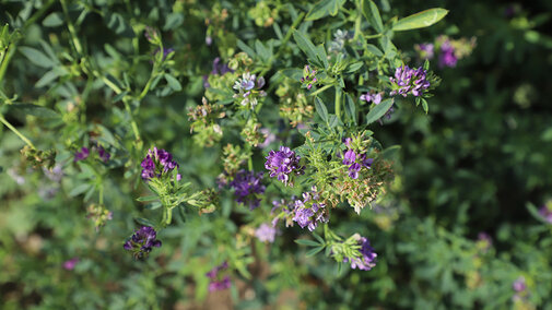 Alfalfa plant closeup