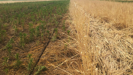 Fall seeded cover crop field