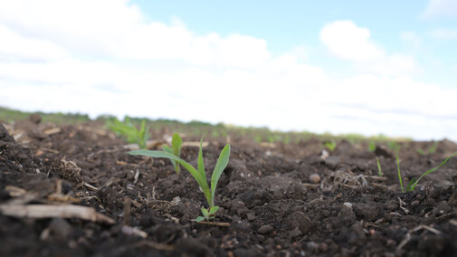 Oat seedlings in field