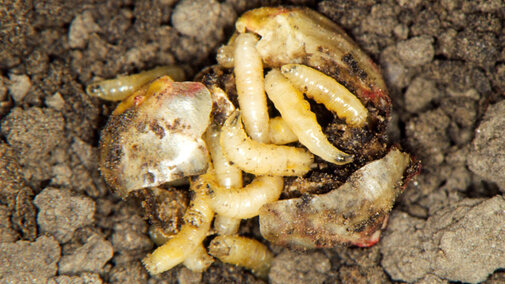 Seed corn maggots