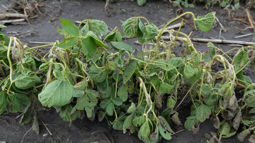 Dicamba damaged soybean plants