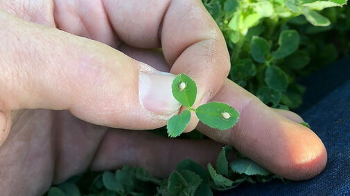 Aphid mummies on leaf