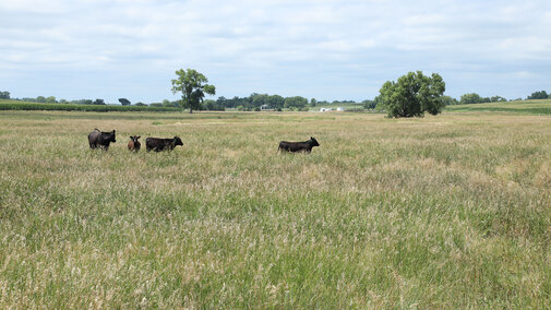 Cattle in pasture