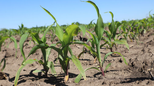 Corn plant