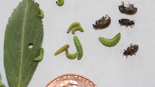 Alfalfa weevil larvae