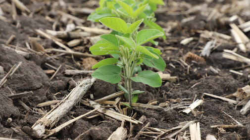 Soybean seedlings