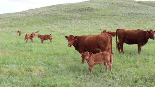 Cattle grazing pasture