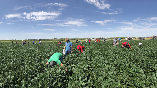 Farmers examine crops in field day