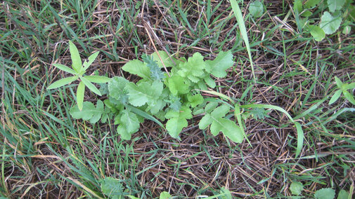 Broadleaf cover crop