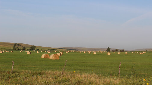 Hay meadow