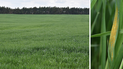 Wheat field collage 