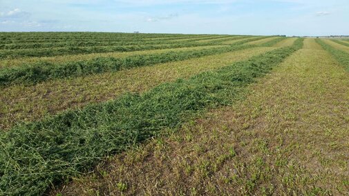 Alfalfa harvest 