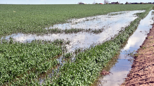 Flooded wheat field