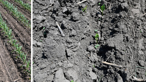 Cover crops interseeded in corn