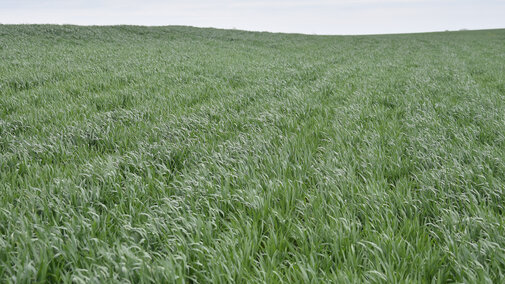 Wheat field