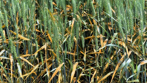 Stripe rust in a field