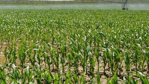 Corn field