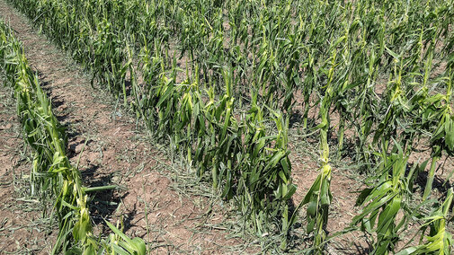 Hail damaged corn